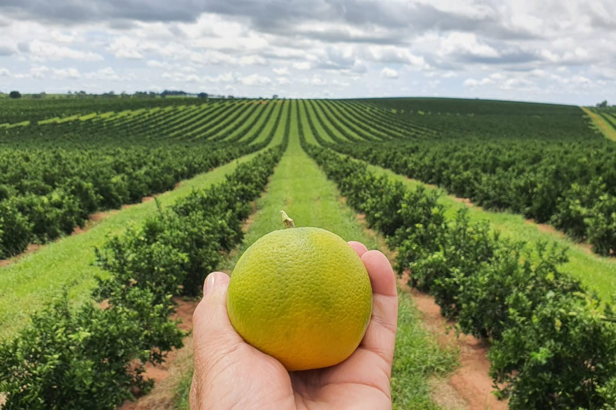 Citricultura fortalece a agricultura familiar no Espírito Santo
